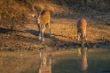 121 Yala NP, sri lankaans axishert